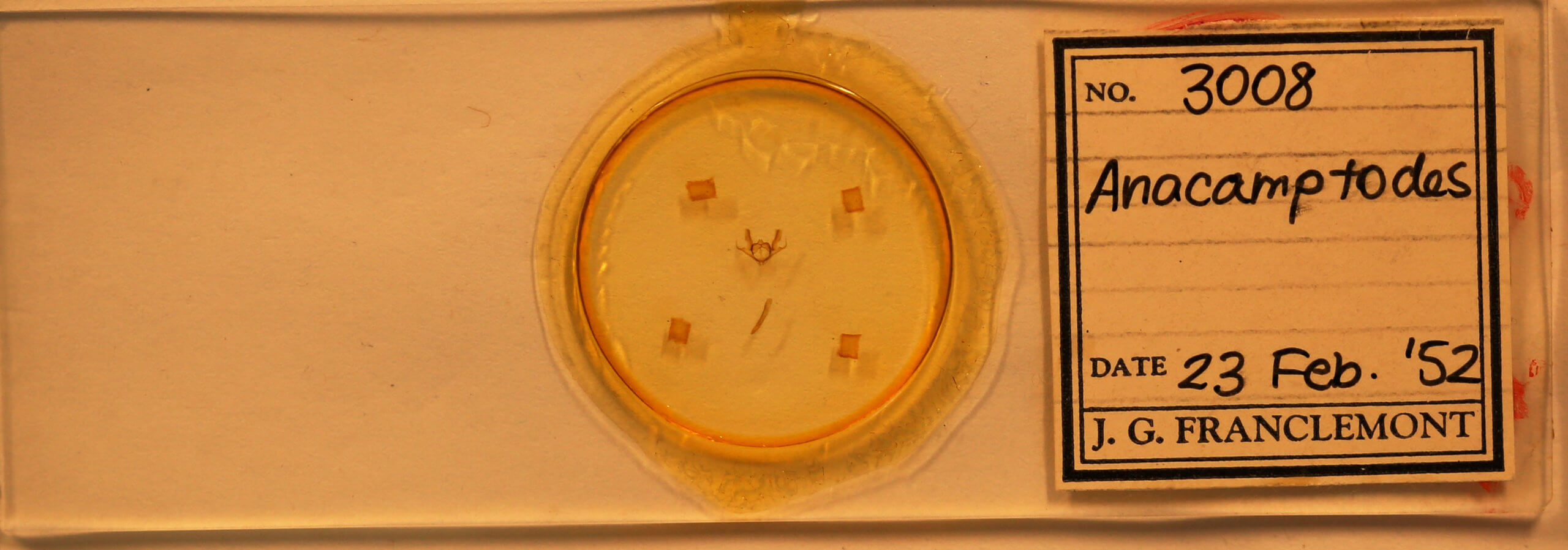 slide view of adult Anacamptodes