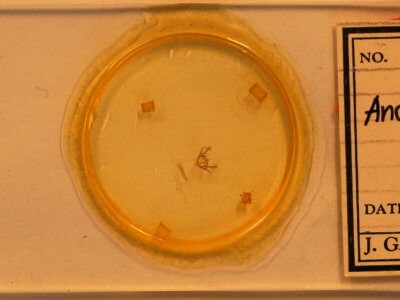 slide view of adult Anacamptodes