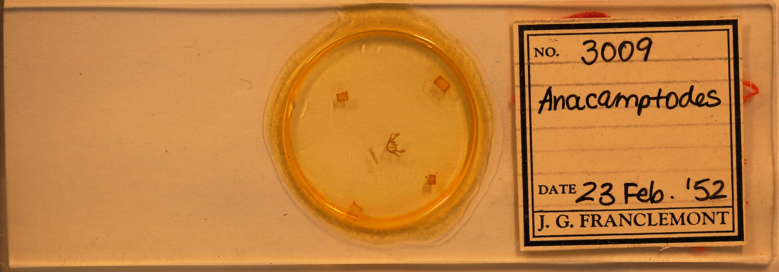 slide view of adult Anacamptodes