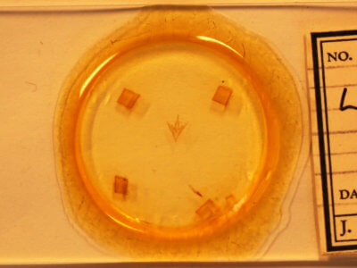 slide view of adult Lascoria ambigualis