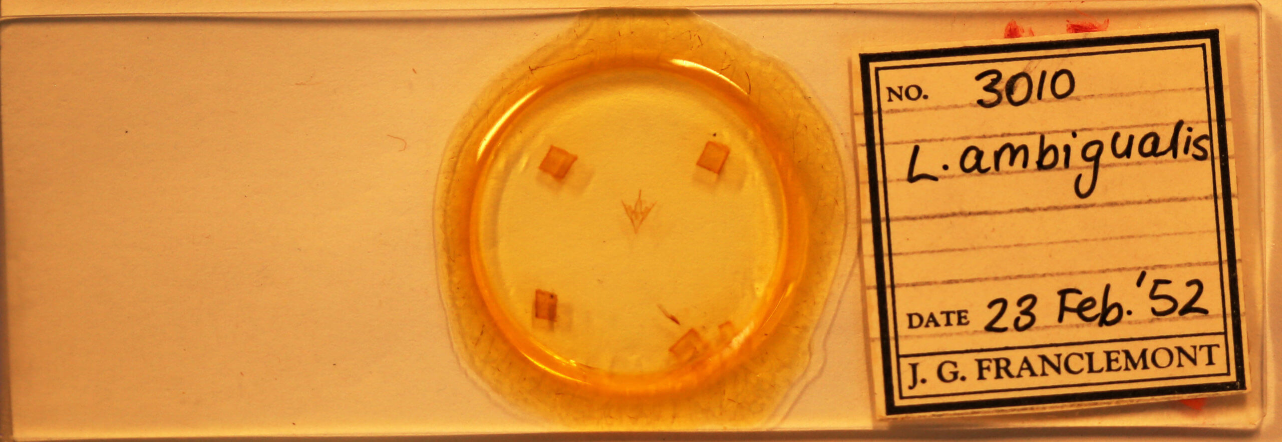 slide view of adult Lascoria ambigualis