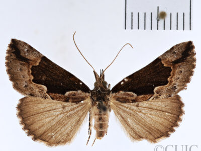 dorsal view of adult Hypena baltimoralis