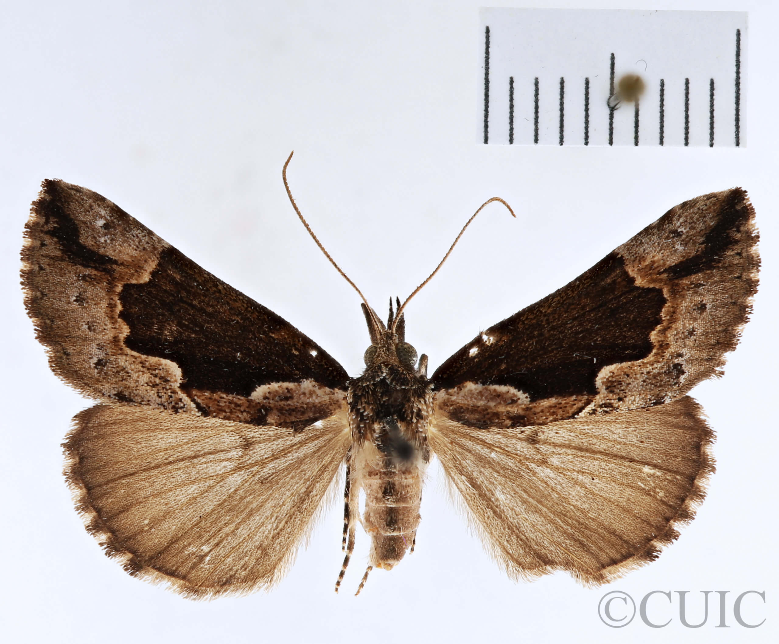 dorsal view of adult Hypena baltimoralis