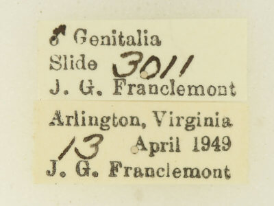 label view of adult Hypena baltimoralis