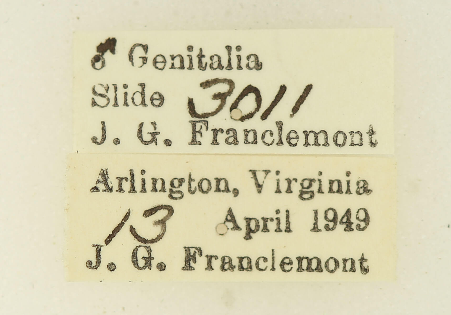 label view of adult Hypena baltimoralis