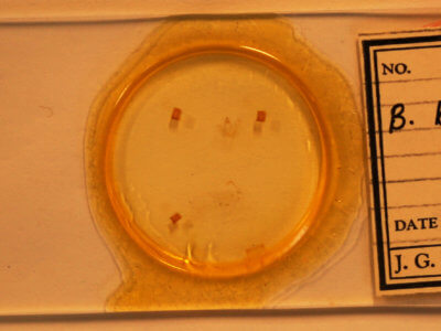 slide view of adult Hypena baltimoralis