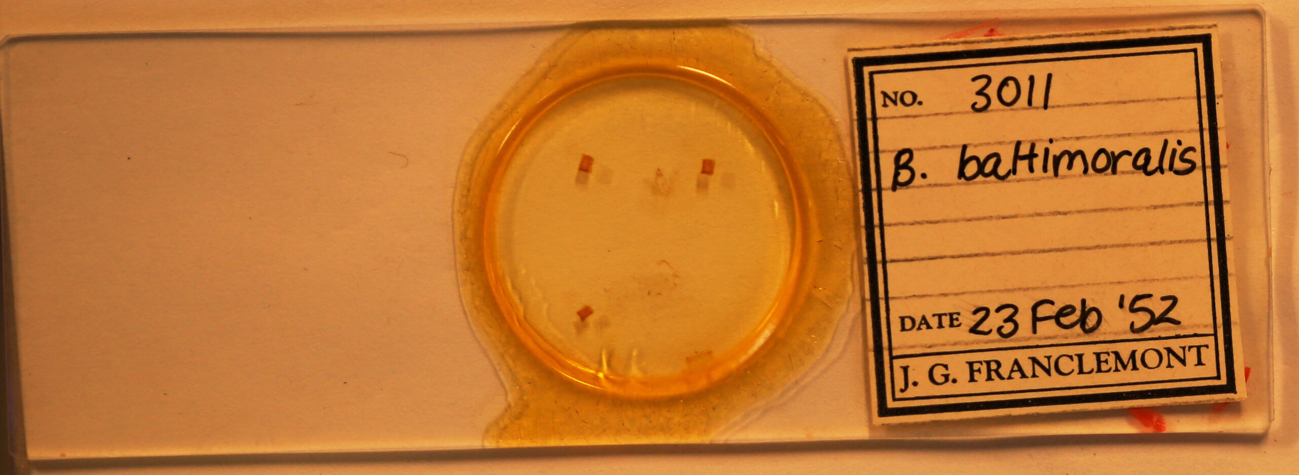 slide view of adult Hypena baltimoralis