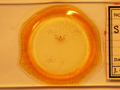 slide view of adult Digrammia continuata