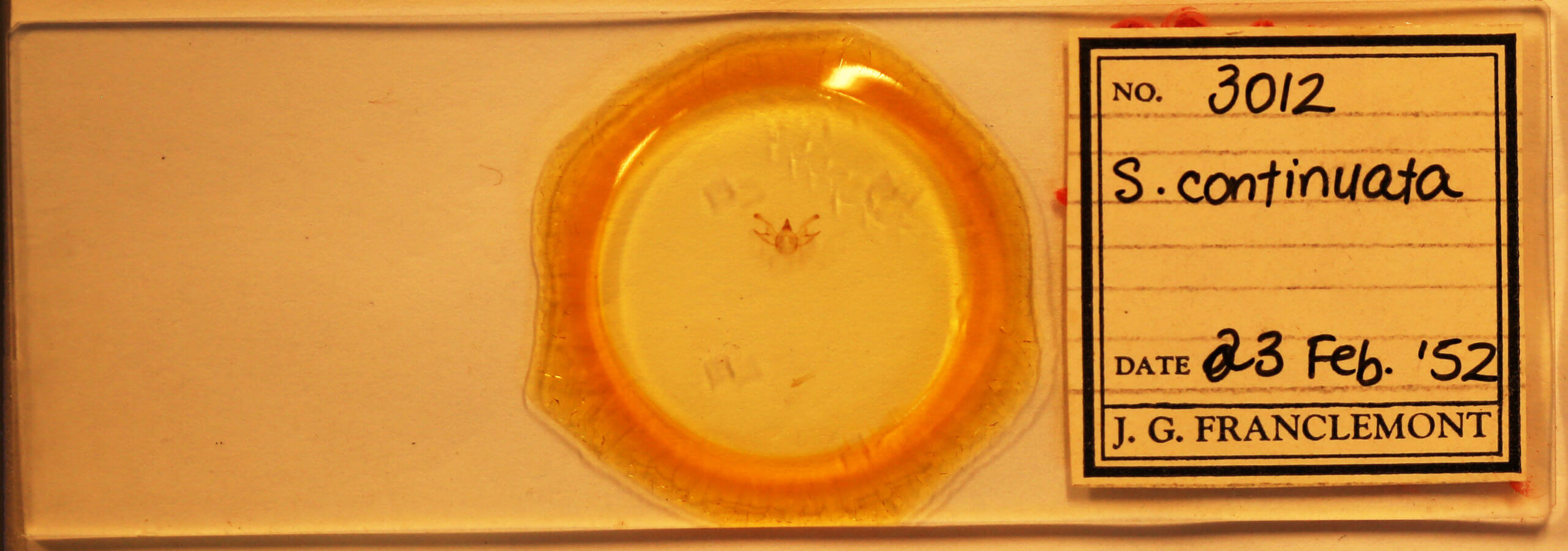 slide view of adult Digrammia continuata