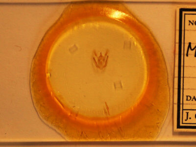 slide view of adult Melanolophia canadaria