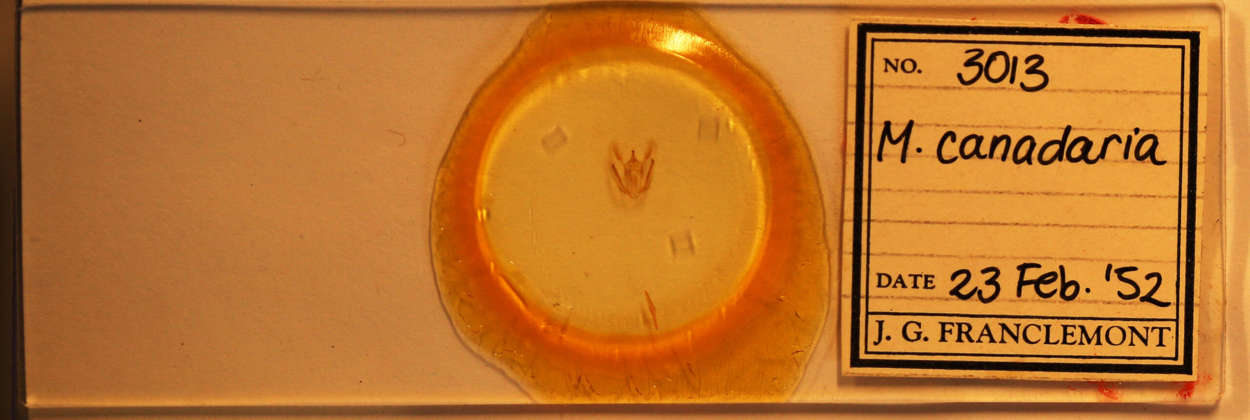 slide view of adult Melanolophia canadaria