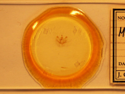 slide view of adult Metarranthis warneri