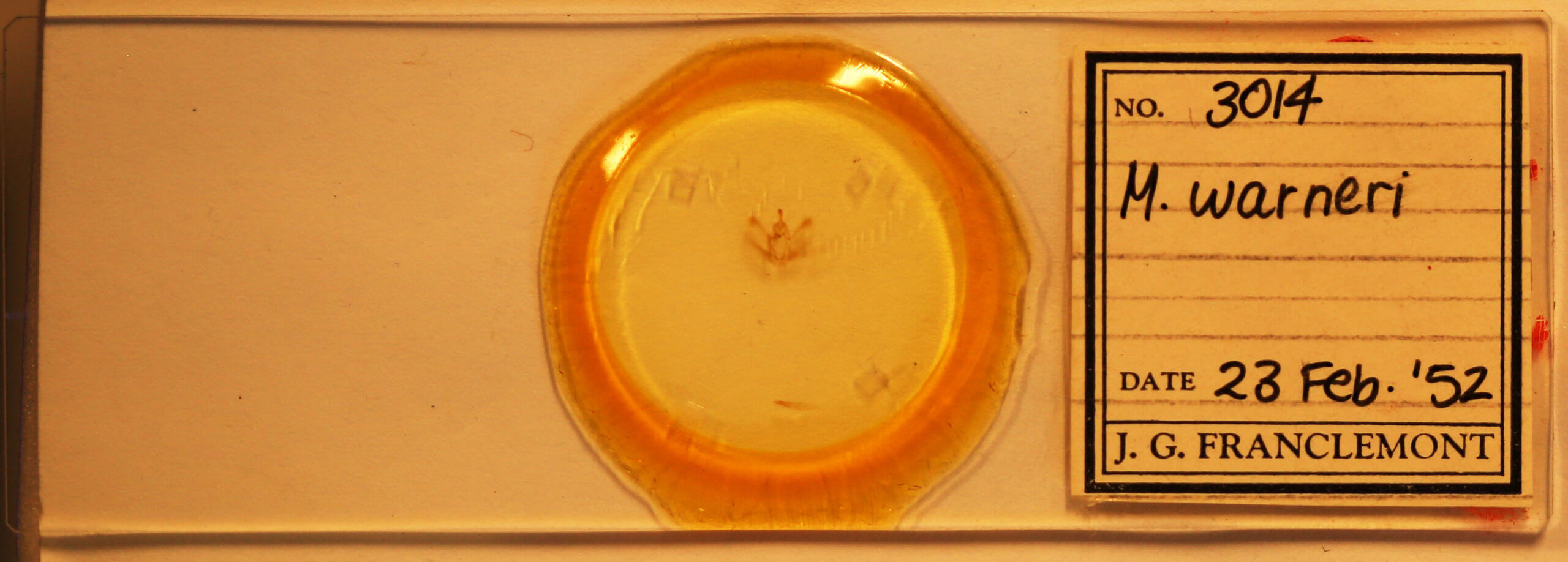 slide view of adult Metarranthis warneri