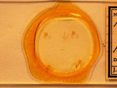 slide view of adult Nemoria bistriaria