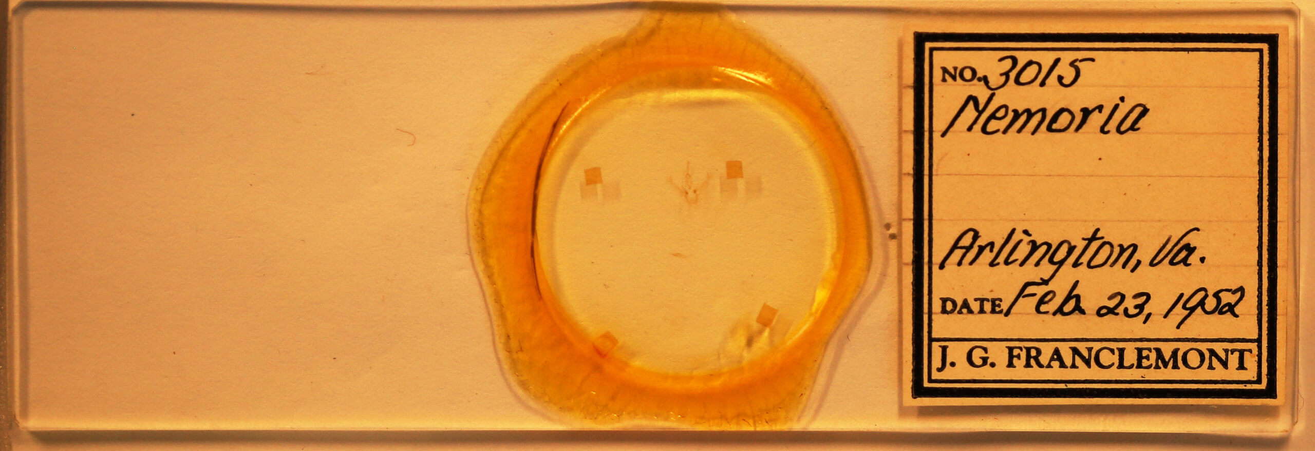 slide view of adult Nemoria bistriaria