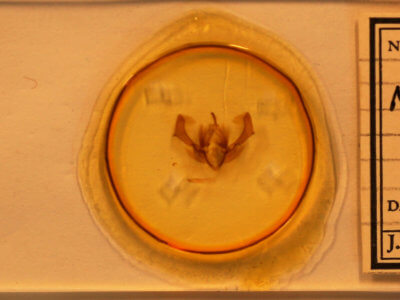 slide view of adult Morrisonia confusa