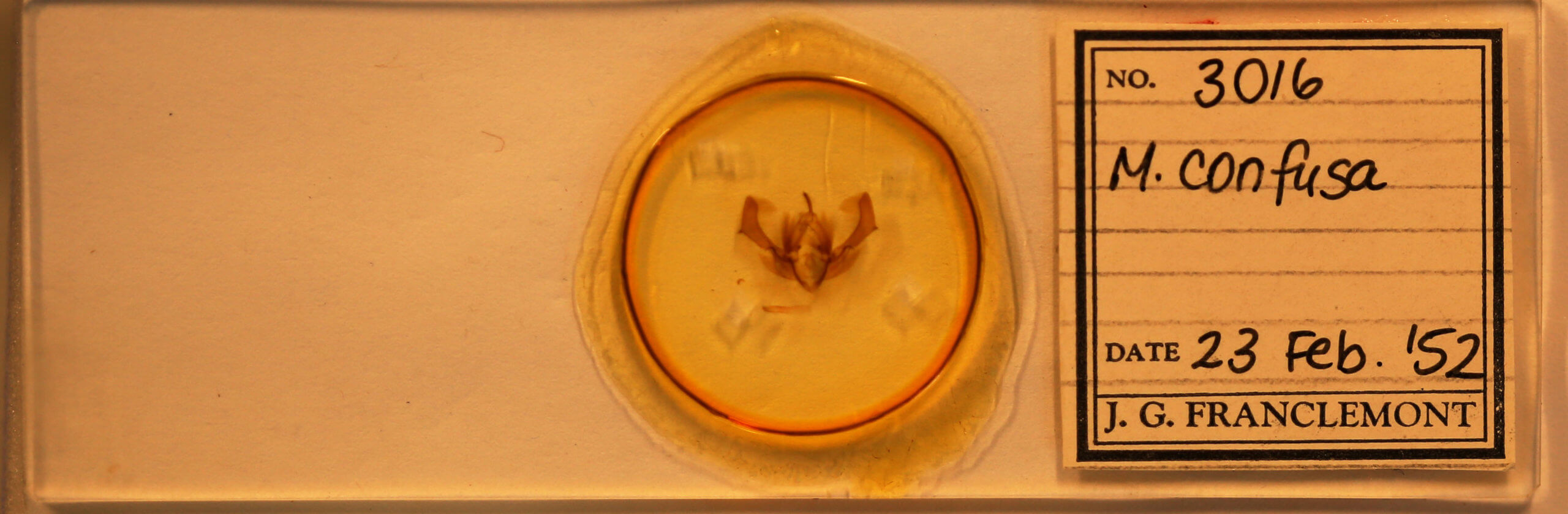slide view of adult Morrisonia confusa
