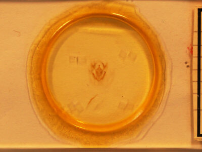 slide view of adult Melanolophia canadaria