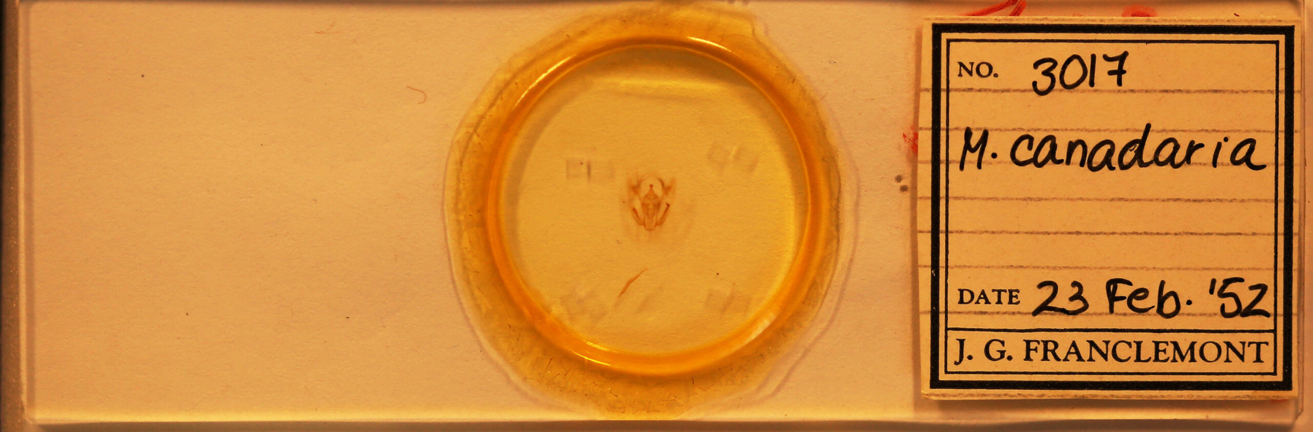 slide view of adult Melanolophia canadaria