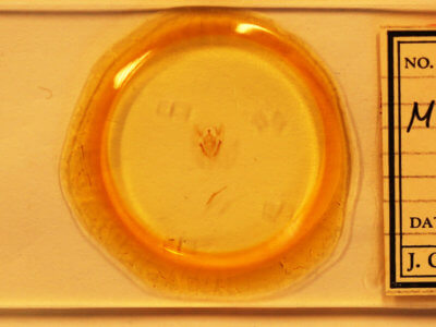 slide view of adult Melanolophia canadaria