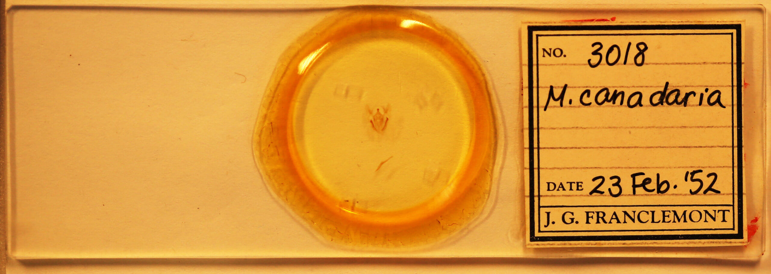 slide view of adult Melanolophia canadaria