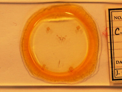 slide view of adult Cyclophora packardi