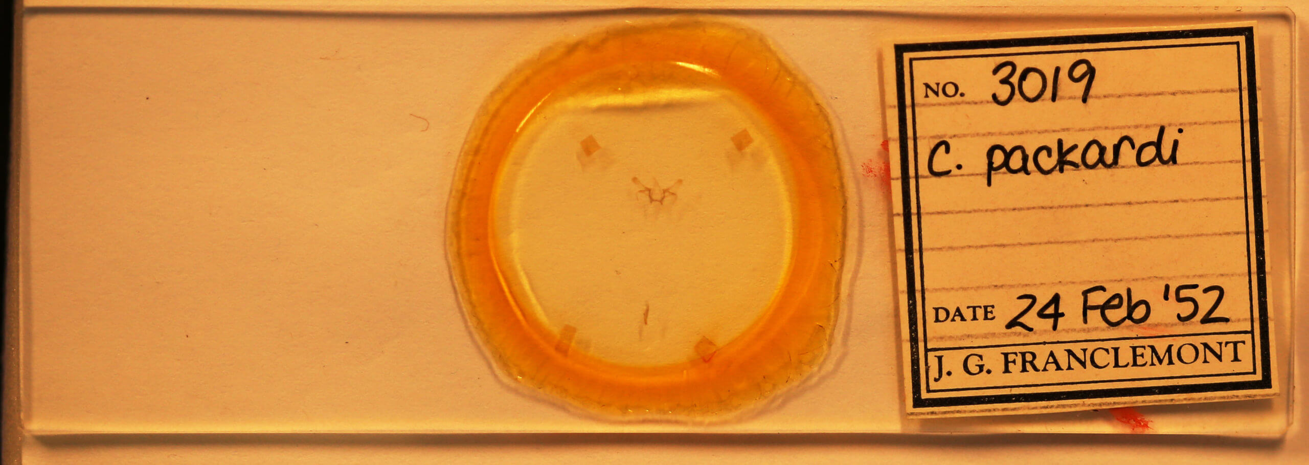 slide view of adult Cyclophora packardi