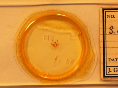 slide view of adult Digrammia ocellinata