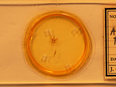 slide view of adult Antepione thisoaria