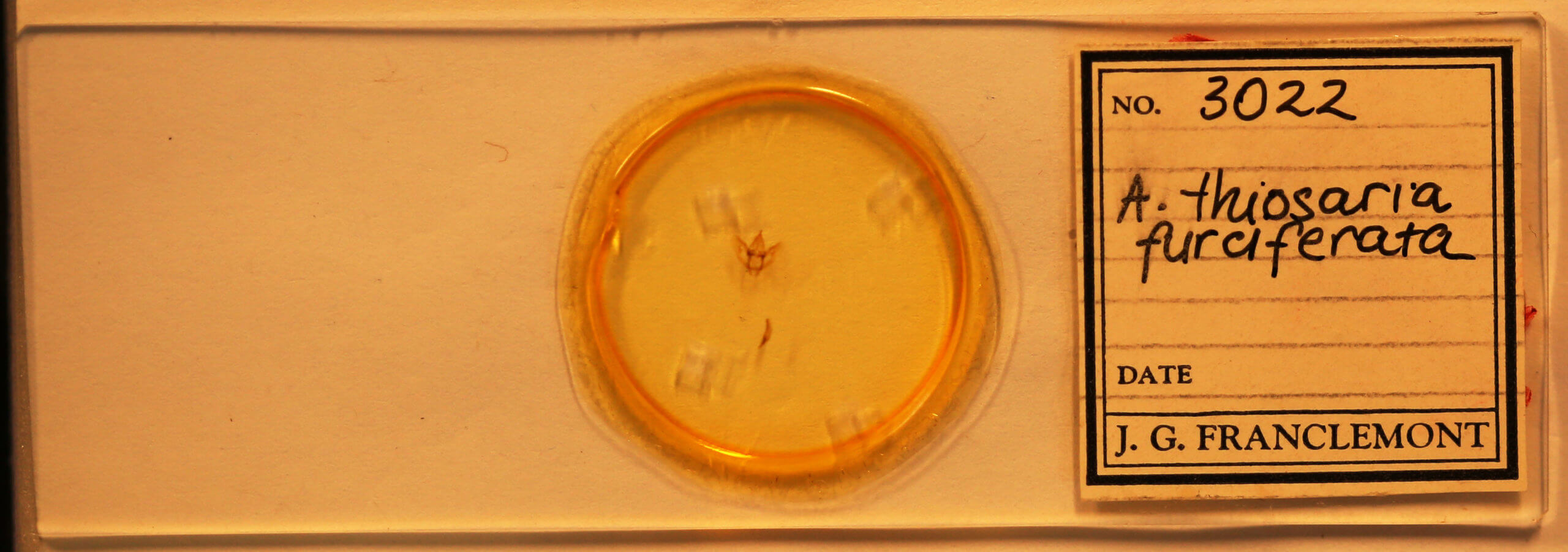 slide view of adult Antepione thisoaria