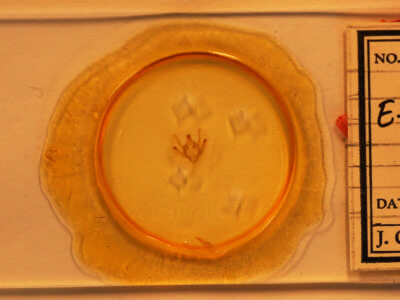 slide view of adult Epimecis hortaria