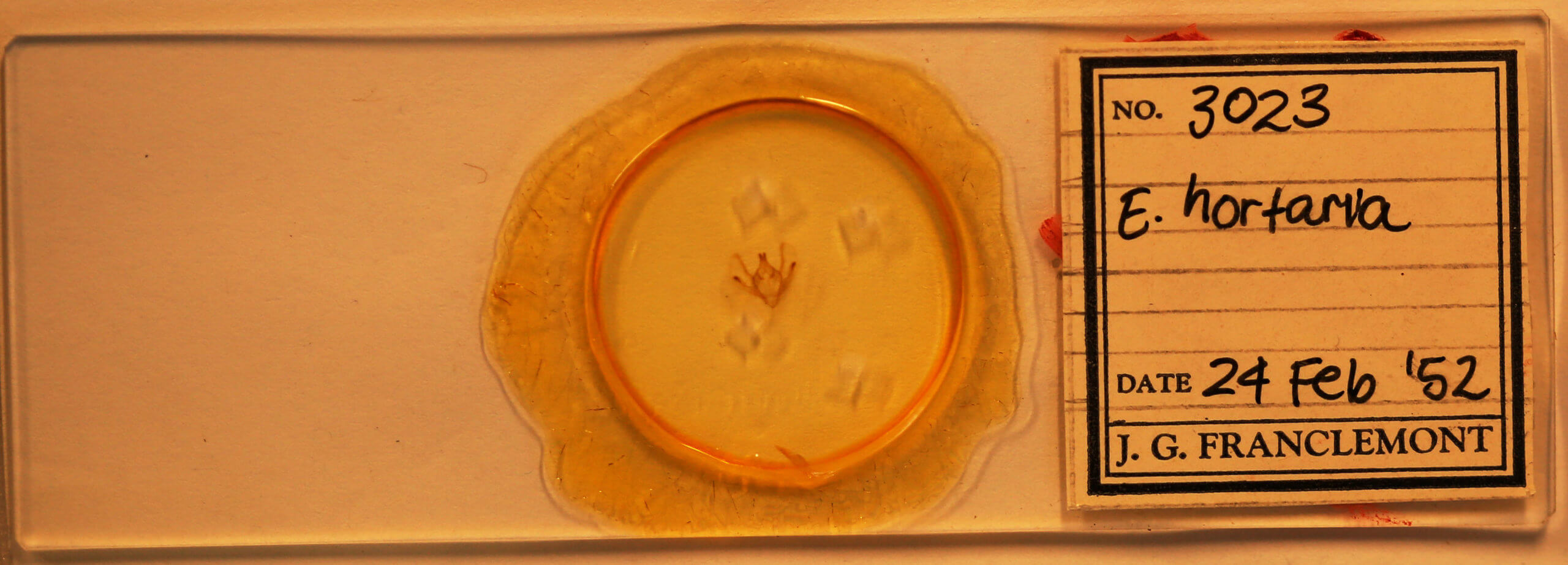 slide view of adult Epimecis hortaria