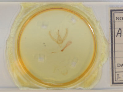 slide view of adult Autographa precationis