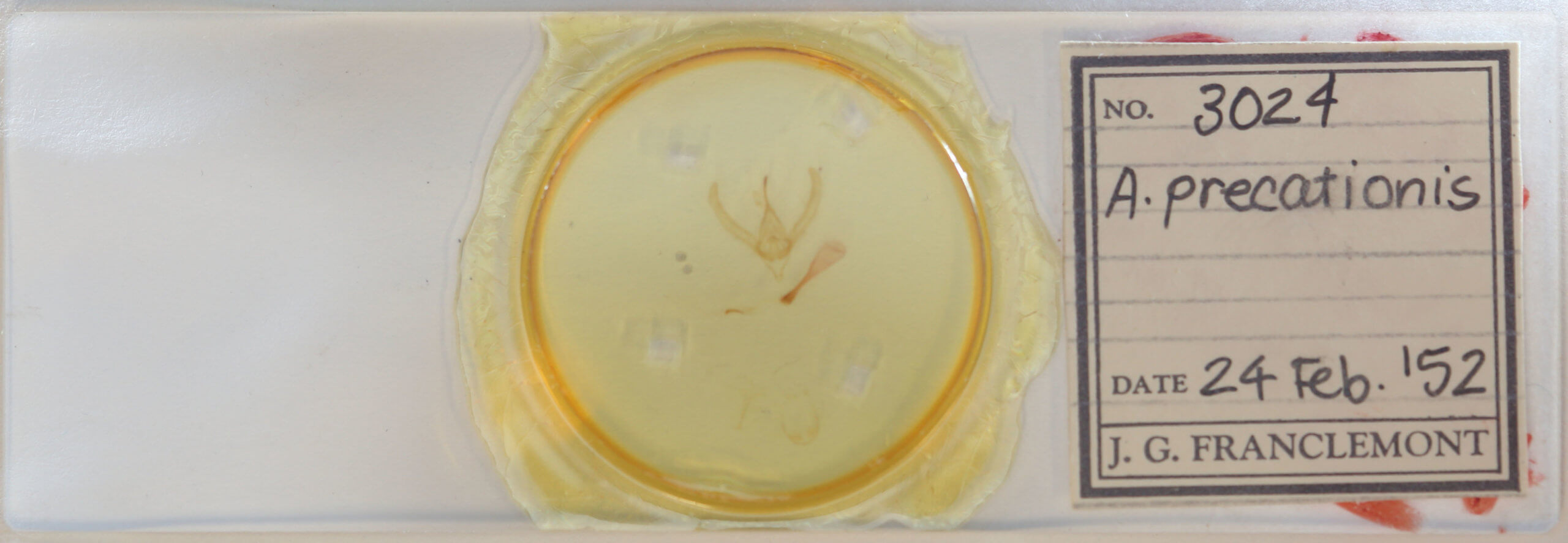 slide view of adult Autographa precationis