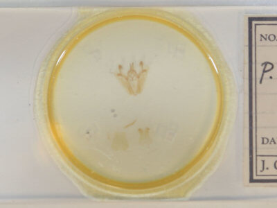 slide view of adult Pero ancetaria