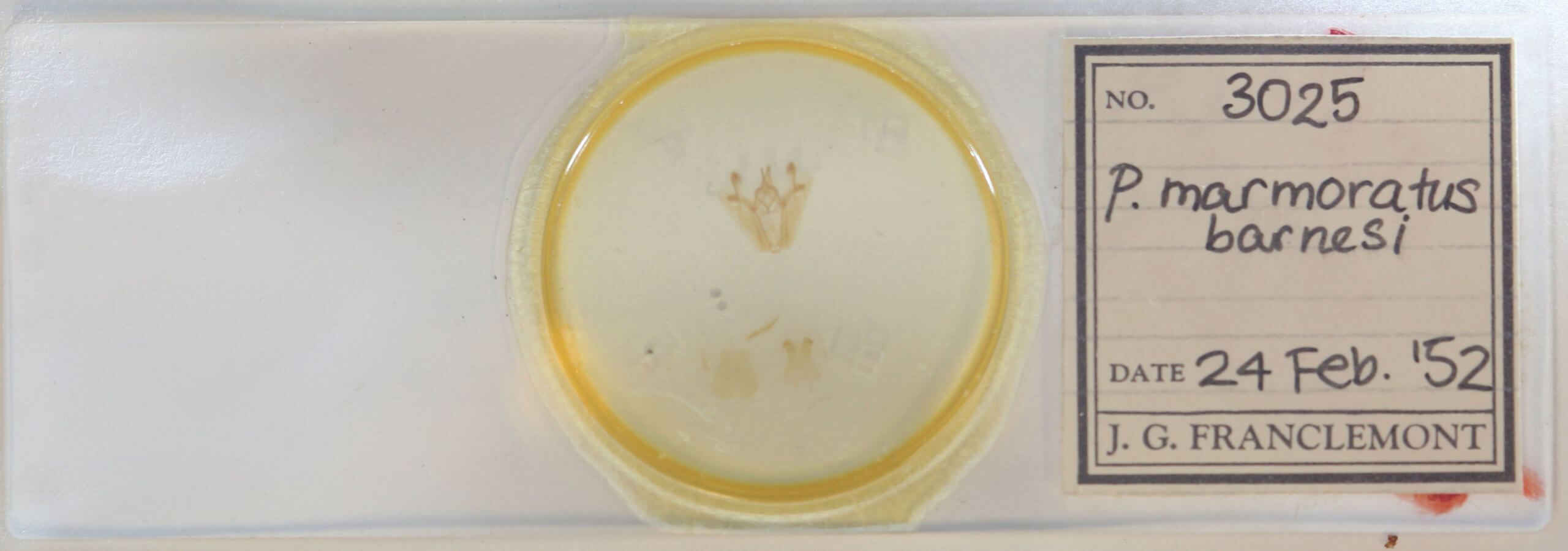 slide view of adult Pero ancetaria