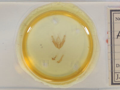 slide view of adult Acronicta interrupta