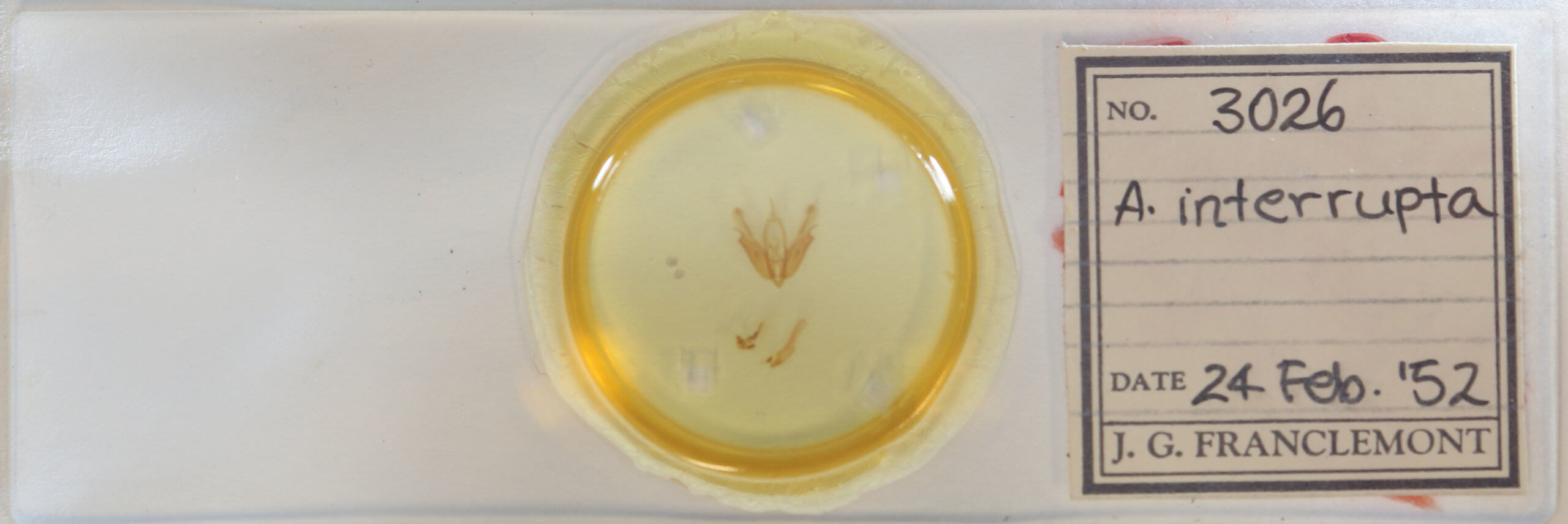 slide view of adult Acronicta interrupta