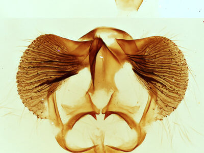 genitalia view of adult Clostera inclusa