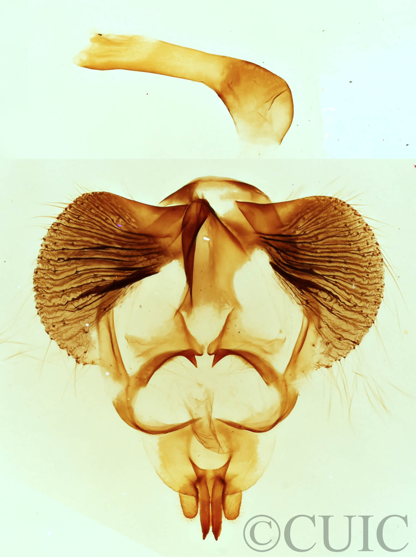genitalia view of adult Clostera inclusa
