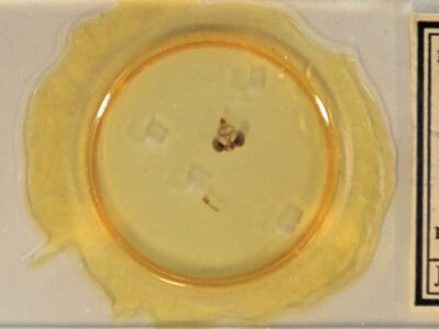 slide view of adult Clostera inclusa