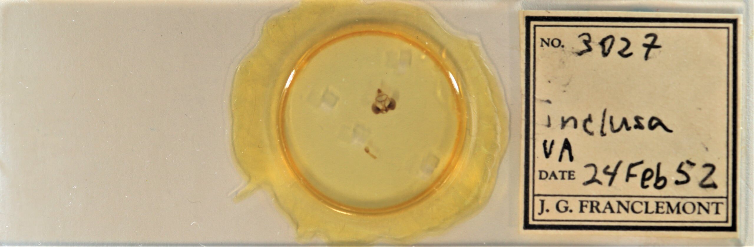 slide view of adult Clostera inclusa