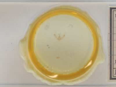 slide view of adult Balsa malana