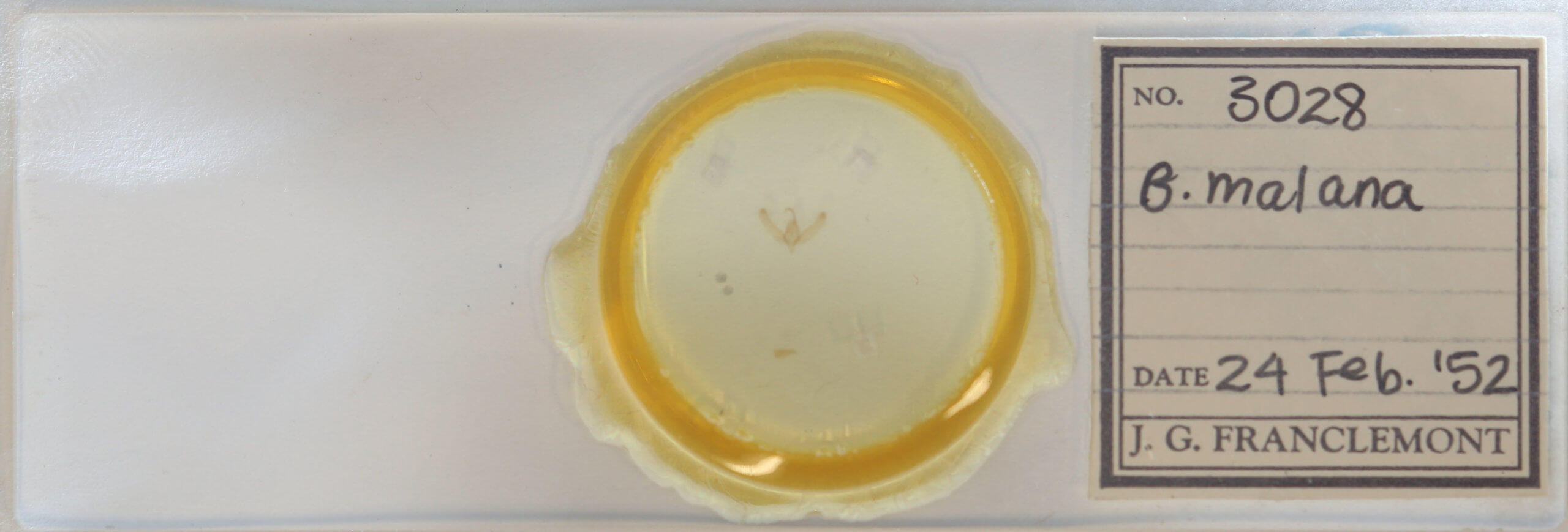 slide view of adult Balsa malana