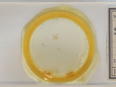 slide view of adult Macaria aemulataria