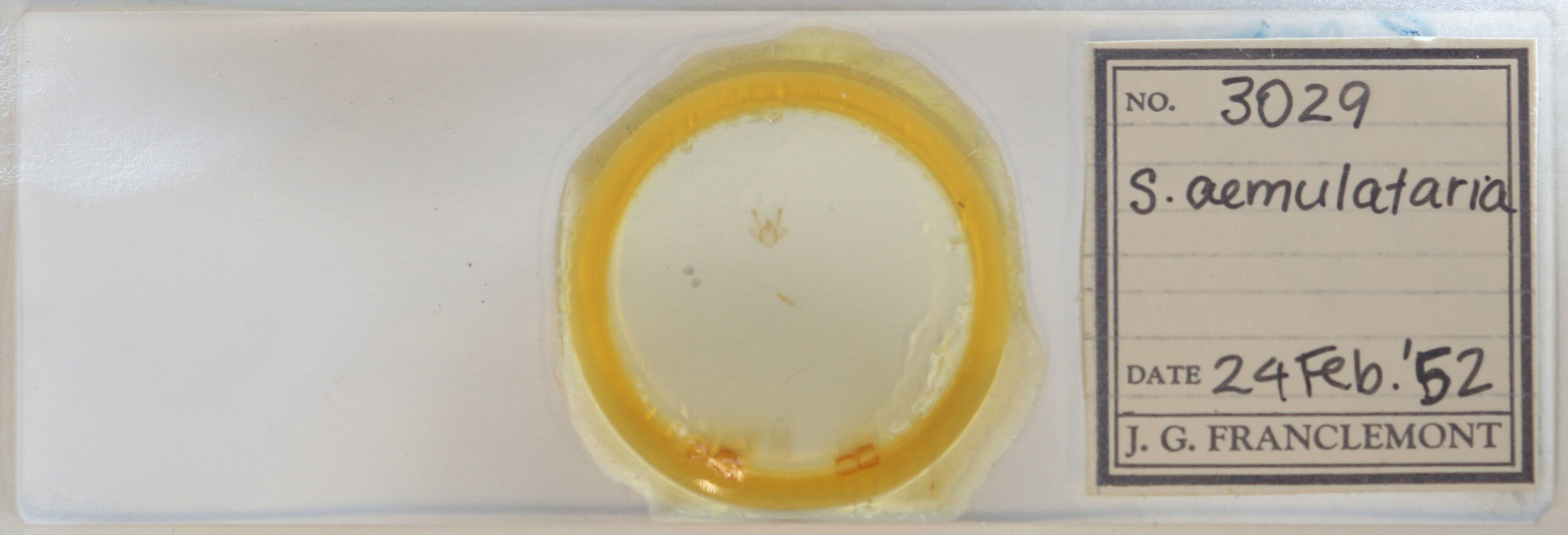 slide view of adult Macaria aemulataria