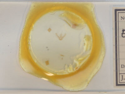 slide view of adult Eupithecia