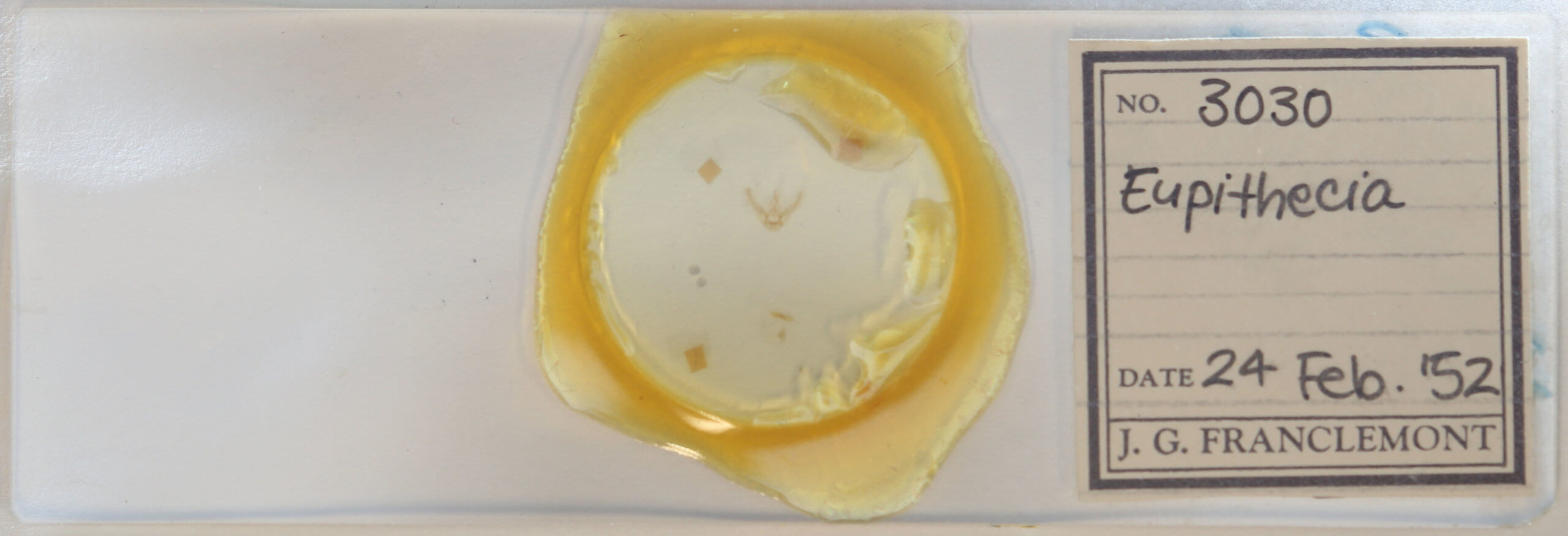 slide view of adult Eupithecia