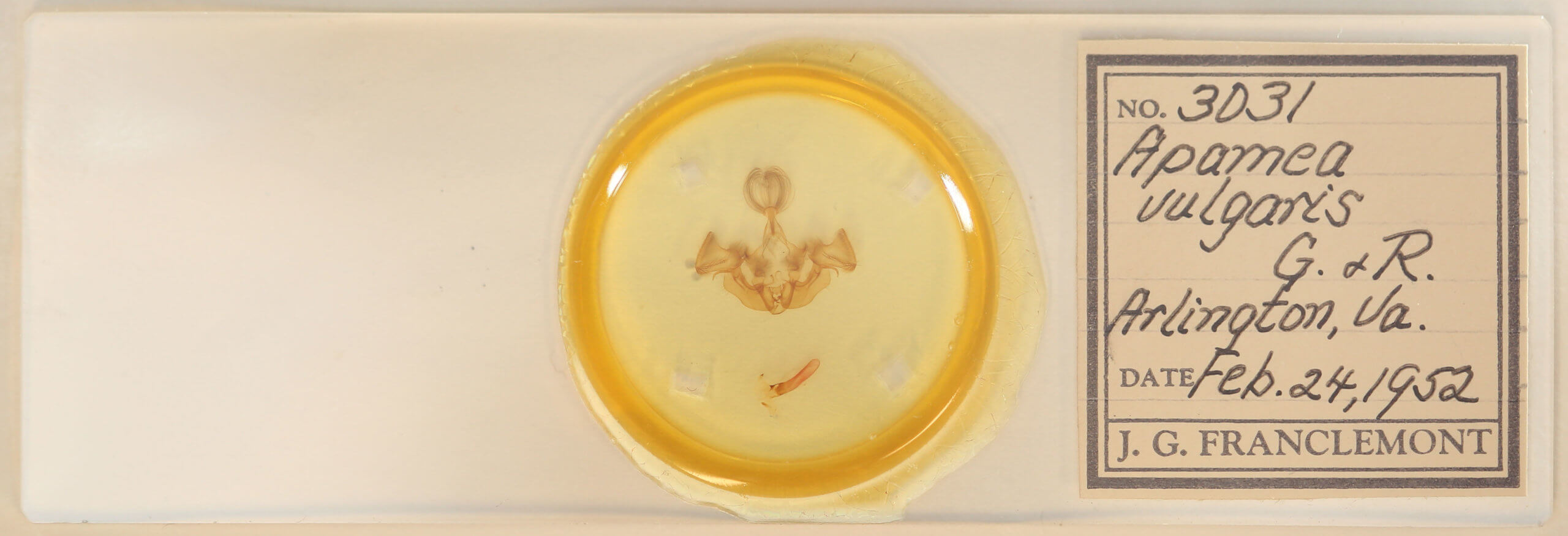 slide view of adult Apamea vulgaris