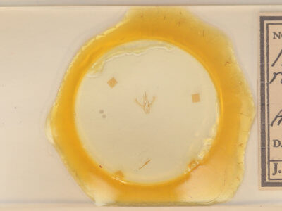 slide view of adult Nemoria bistriaria